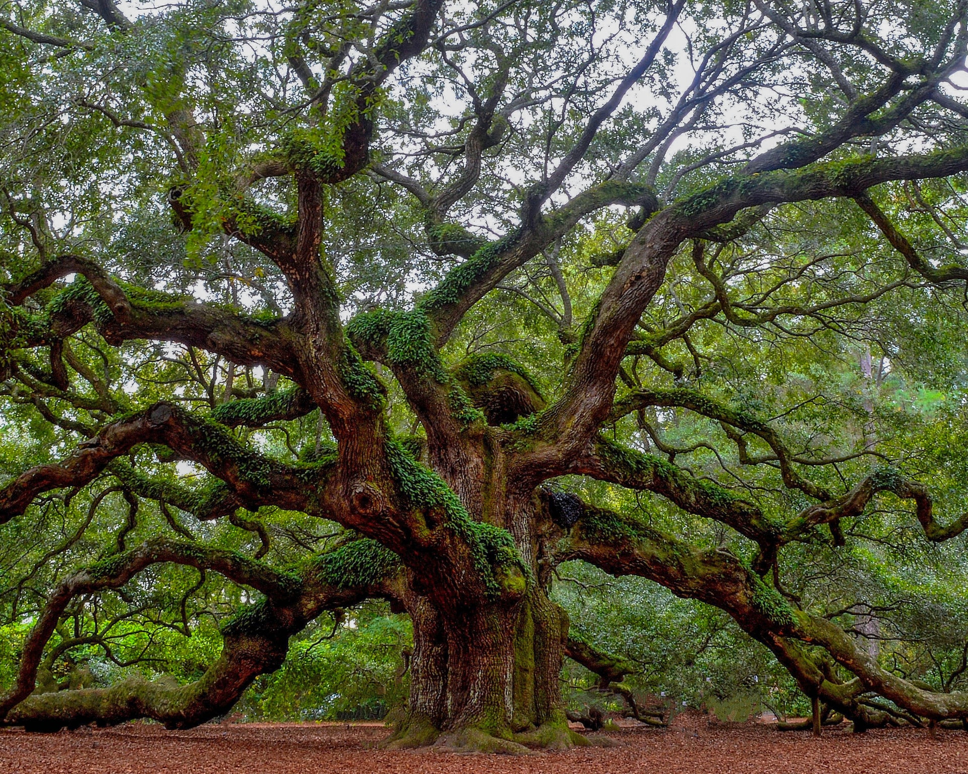 Tree in Charleston